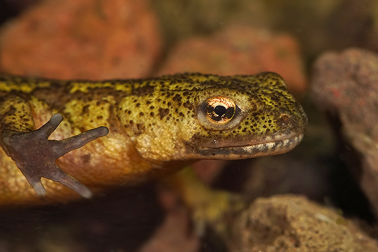 Image of Carpathian Newt