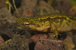 Image of Carpathian Newt