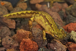 Image of Carpathian Newt