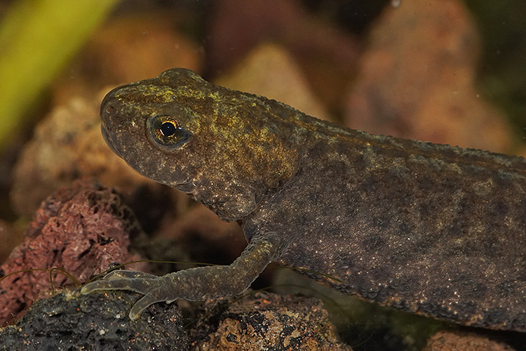 Image of Triturus macedonicus (Karaman 1922)