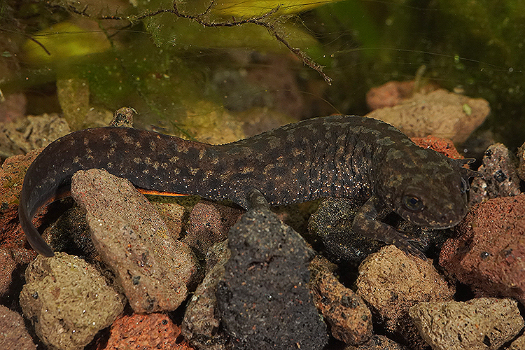 Image of Triturus macedonicus (Karaman 1922)