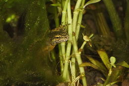 Image of Carpathian Newt