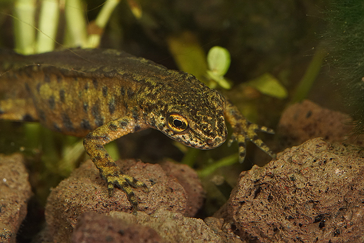 Image of Carpathian Newt