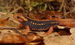 Image of Emperor newt