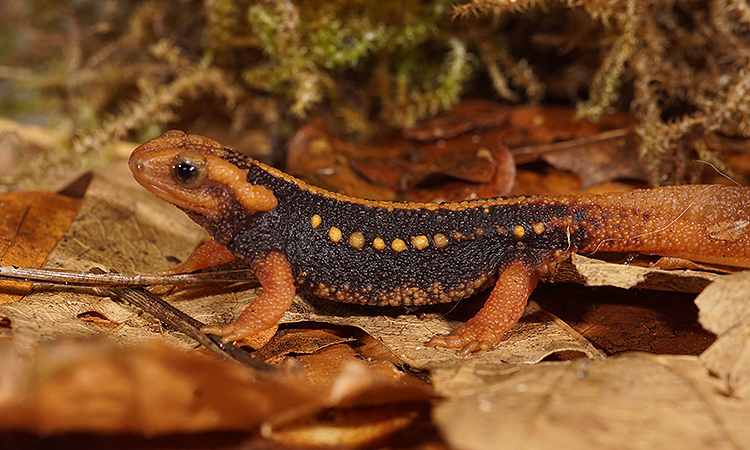 Image of Emperor newt