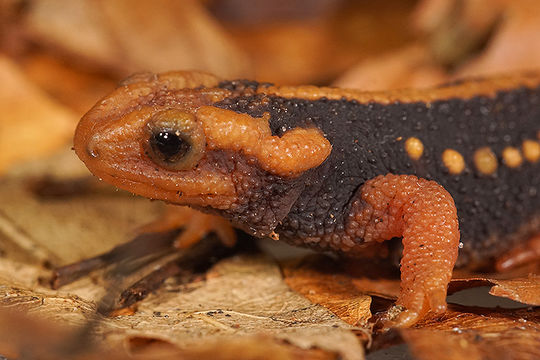 Image of Emperor newt