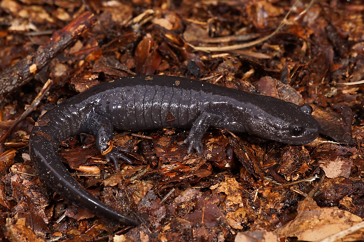 Image of Hynobius hirosei Lantz 1931