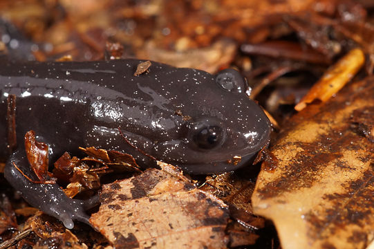 Image of Hynobius hirosei Lantz 1931