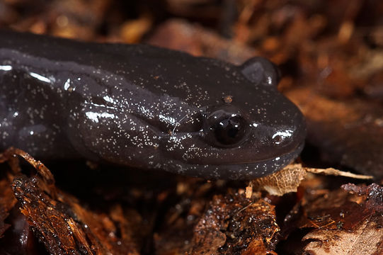 Image of Hynobius hirosei Lantz 1931