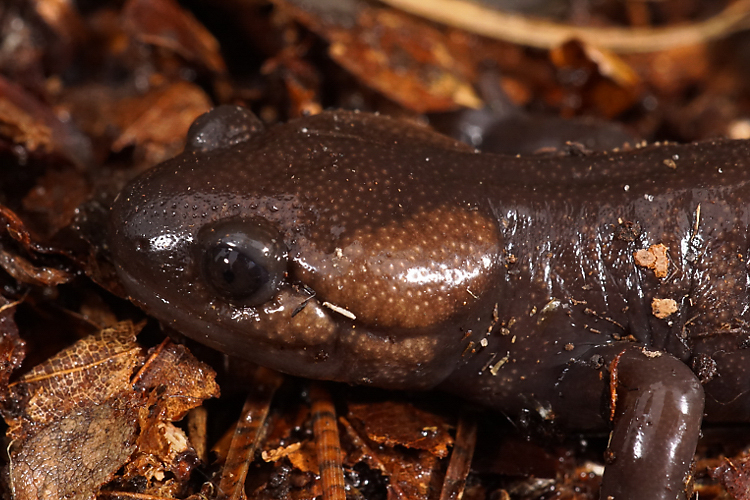 Image of Northwestern Salamander