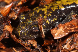 Image of long-toed salamander