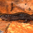 Image of Dybowski's Siberian Salamanders