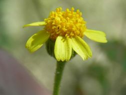 Image of Perityle cuneata Brandeg.