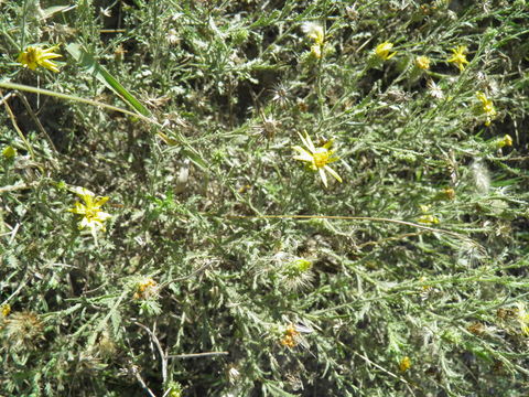 Image of Lacy Sleepy Daisy