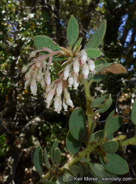 Image of pinkbracted manzanita