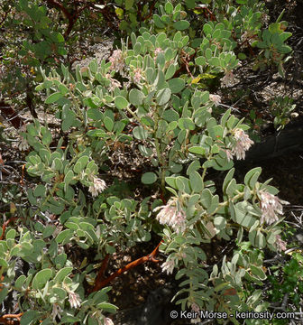 Image of pinkbracted manzanita