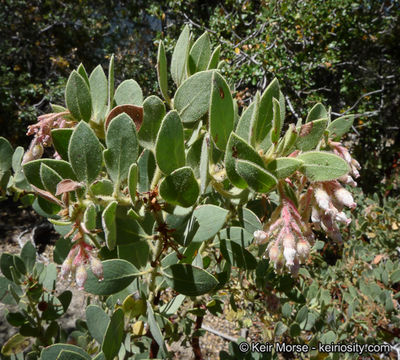 Image of pinkbracted manzanita