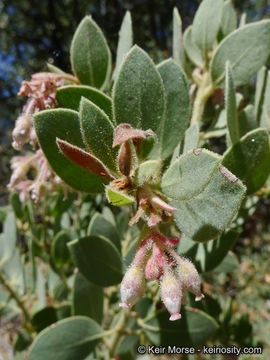 Image of pinkbracted manzanita