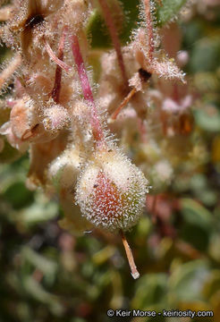 Image of pinkbracted manzanita