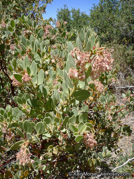 Image of pinkbracted manzanita