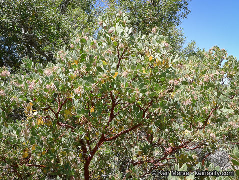 Image of pinkbracted manzanita