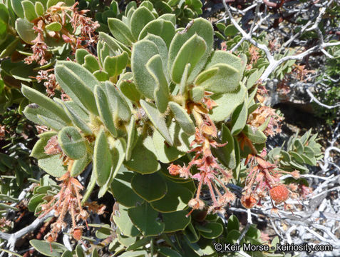 Image of pinkbracted manzanita