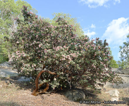 Image of pinkbracted manzanita