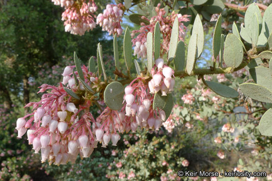 Image of pinkbracted manzanita