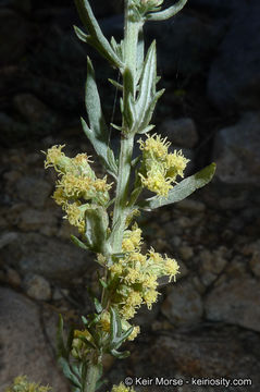 Imagem de Artemisia ludoviciana subsp. incompta (Nutt.) Keck