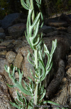 Imagem de Artemisia ludoviciana subsp. incompta (Nutt.) Keck