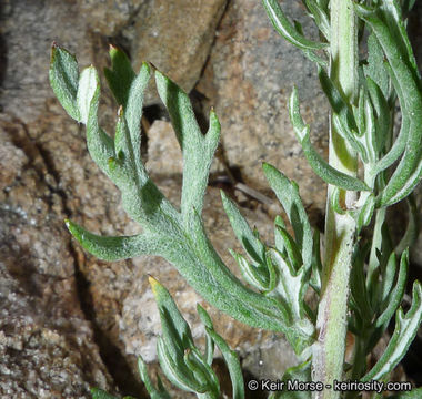 Image of white sagebrush