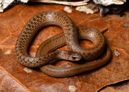 Image of Brown Snake