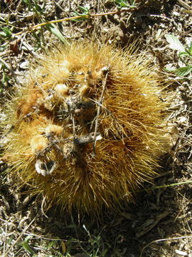 Image of Pachycereus pecten-aboriginum (Engelm. ex S. Watson) Britton & Rose