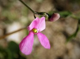 Image of slimjim bean