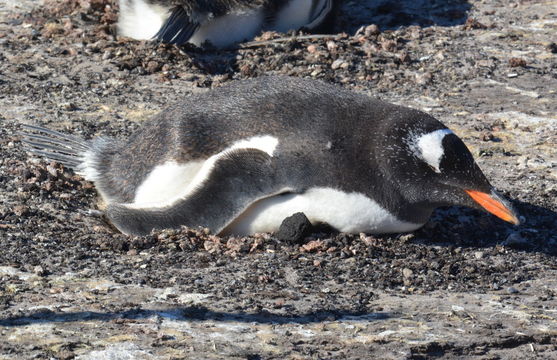 Sivun valkokulmapingviini kuva