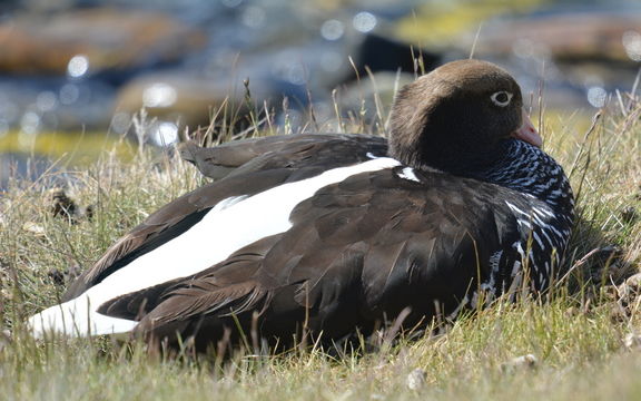 Image of kelp goose