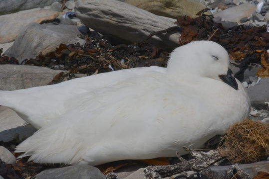 Image of kelp goose