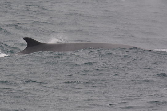 Image of Common Rorqual