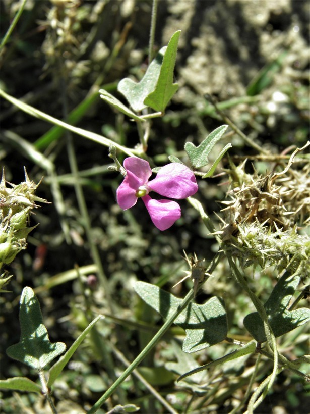 Image of slimjim bean