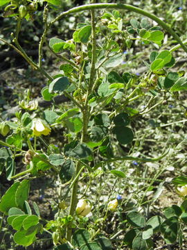 Image of sickle senna