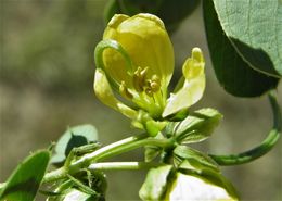 Image of sickle senna