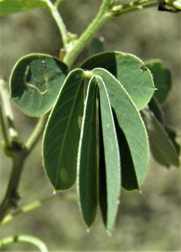 Image of sickle senna