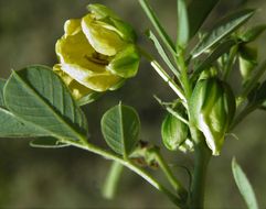 Image of sickle senna