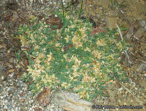 صورة Astragalus lentiginosus var. sierrae M. E. Jones