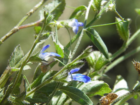 Image de Salvia misella Kunth