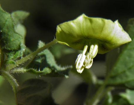 Image of Physalis glabra Benth.