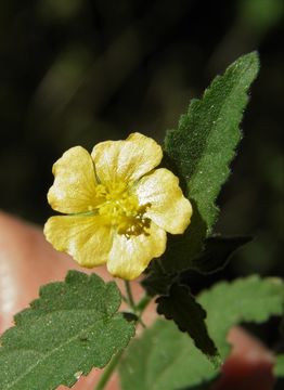 Imagem de Sida rhombifolia L.