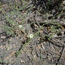 Image of chaparral false bindweed