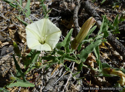 Image of chaparral false bindweed