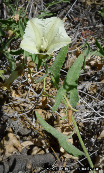 Image of chaparral false bindweed